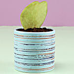 Hoya Plant In Blue Pot