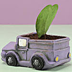 Hoya Plant In Mauve Pot