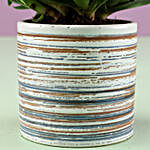 Mini Aloe Vera In White Ceramic Pot