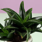 Mini Aloe Vera In White Pot