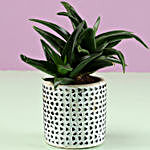 Mini Aloe Vera In White Pot