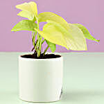Money Plant in White Ceramic Pot