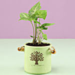 Syngonium Plant In Green Ceramic Pot