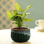 Syngonium Plant In Green Pot