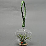 Tilandsia Air Plant in Glass Heart
