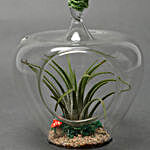 Tilandsia Air Plant in Glass Heart