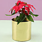 Poinsettia In Classic Gold Metal Planter