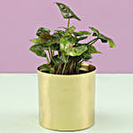 Syngonium Plant In Classic Gold Metal Planter