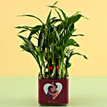 2 Layer Bamboo Plant For Hug Day