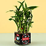 2 Layer Bamboo Plant For Kiss Day