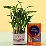 Chocolate Day Special Bamboo Plant Combo