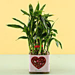 Chocolate Day Special Bamboo Plant Combo