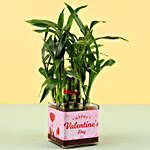 Valentine's Special 2 Layer Bamboo Plant