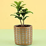 Ficus Compacta In Brown Ceramic Pot