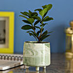 Ficus Compacta In Designer Grey Ceramic Pot