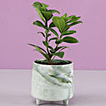 Ficus Compacta In Designer Grey Ceramic Pot
