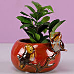 Ficus Compacta In Designer Red Ceramic Pot