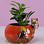 Ficus Compacta In Designer Red Ceramic Pot
