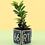 Ficus Compacta In Grey Ceramic Pot