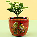 Ficus Compacta In Red Ceramic Pot