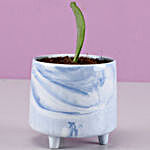 Hoya Plant In Ceramic Blue Pot