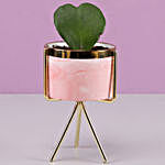 Hoya Plant In Ceramic Pink Pot