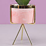 Hoya Plant In Ceramic Pink Pot