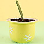 Hoya Plant In Ceramic Yellow Pot