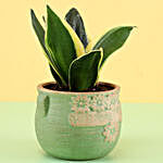 MILT Sansevieria In Green Ceramic Pot