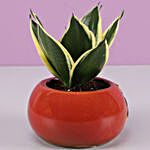 MILT Sansevieria In Red Ceramic Pot