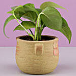 Money Plant In Brown Ceramic Pot