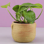 Money Plant In Brown Ceramic Pot