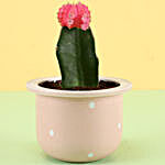 Pink Moon Cactus In Ceramic Pot