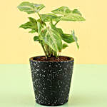 Syngonium Plant In Black Ceramic Pot