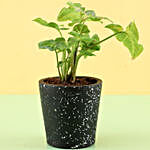Syngonium Plant In Black Ceramic Pot