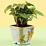 Syngonium Plant In Grey Ceramic Pot