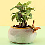 Syngonium Plant In White Ceramic Pot
