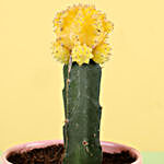 Yellow Moon Cactus In Pink Pot