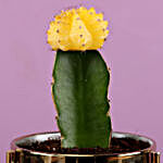 Yellow Moon Cactus In White Pot