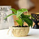 Money Plant in Cream Pot