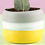 Moon Cactus in Ceramic Pot