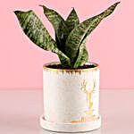 Pot of Snake Skin Sansevieria Plant