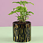 Potted Syngonium Plant