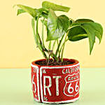 Red Potted Money Plant