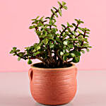 Resin Potted Jade Plant