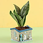 Sansevieria Plant in House Pot