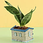 Sansevieria Plant in House Pot