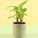 Syngonium Plant in Ceramic Pot