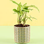 Syngonium Plant in Ceramic Pot