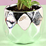 Syngonium Plant in Silver Pot